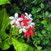 joy.bangla4004