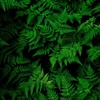 greenfern855