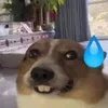 sokinidi12