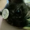 applepiemeow0