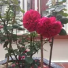 ngi.buc.giy.rose