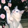usershiroineko