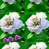 nozruluser7696161258222