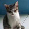 jinggo.jinggo1