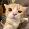 krownb88