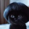 tupapichulobeb