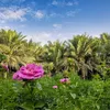 ahmad.alasady.7
