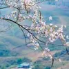 hoahaiduonghuonggio