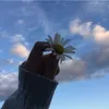 .rolflores._.09