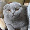 pierrethescottishfold