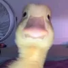 syddutton2