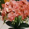 halogais_779