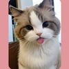 cheesecake_0199