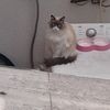 josep_ramos