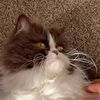 pennythekitty3