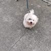 mochiiyaarmy