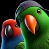 evieandjordie.eclectus