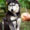 kennanthehusky