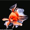 shwenannhtet623