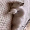beemoding
