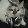 kyllekhyzerjalea