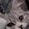 0miszt3lix0