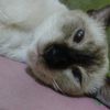 bilnabil_8