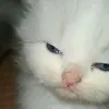 nanakilimini