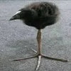 unknownpersonfrf