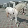 imrannaqvi580