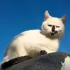 jonny.deppgatto