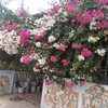 binhdangvan799