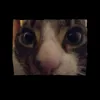 cat.coreeee