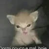 reizinho_20_