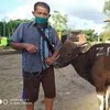 pakkucung