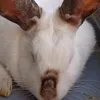 trianarecioperz