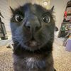 ynotkitty