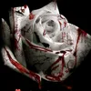sameersaab123