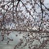 spiderlily0517