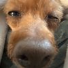 _the_doge_man_tutorials_