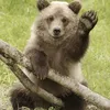 bear__vlogs