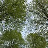 mees07444