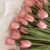 tulip.liliys