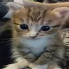 baza_adelya_shluha
