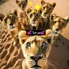 youssefhalabi462