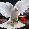sallyslimani485