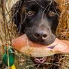 southern.gundog