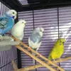 the.budgie.lover