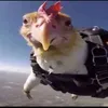 speedact4