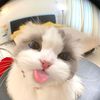 lvyrslf1307
